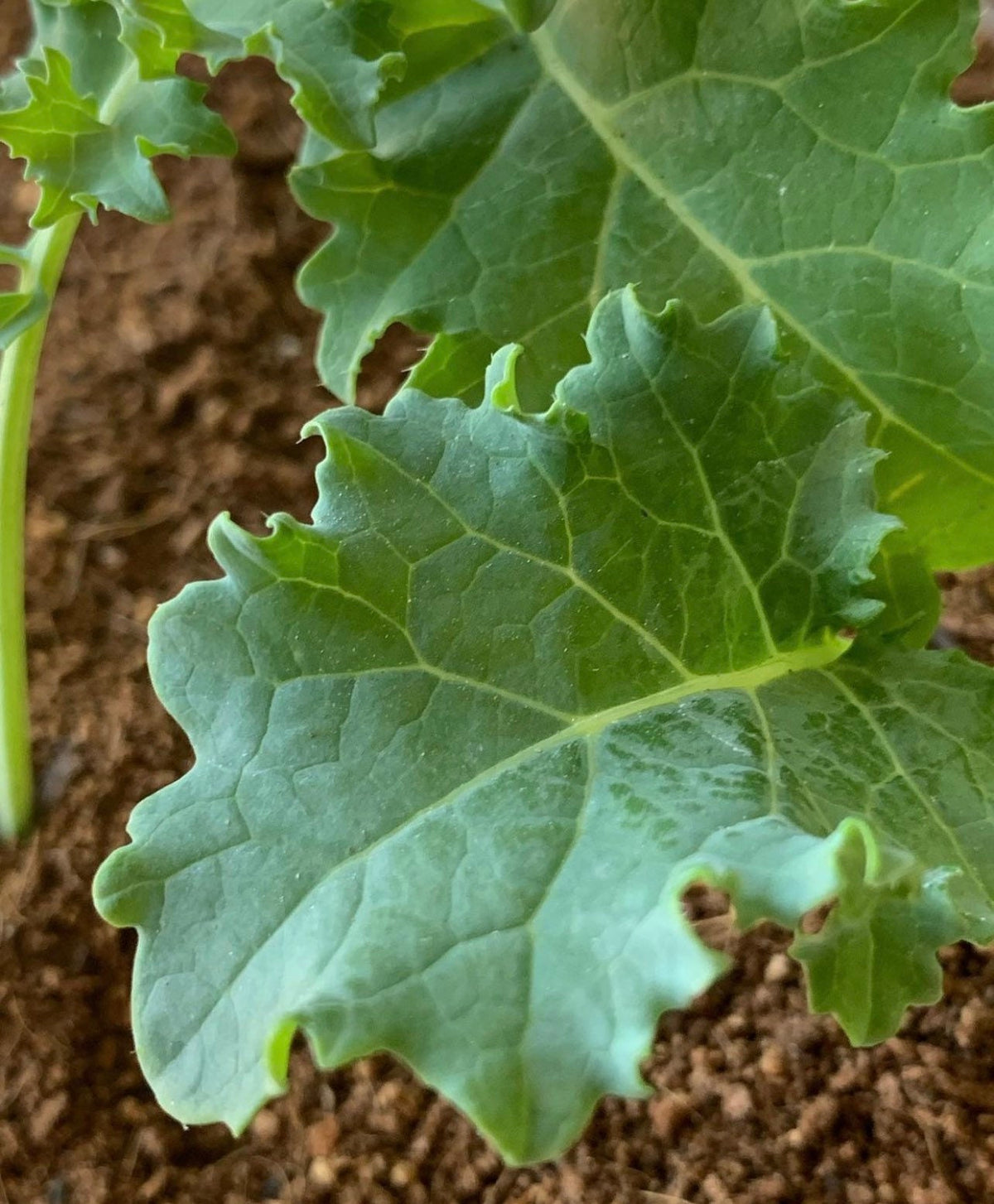 Close-up of a green kale leaf with lobed edges and pale veins.