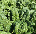 Bloomsdale spinach with dark green, deeply crinkled leaves — from BlackOwnedSeeds.com.