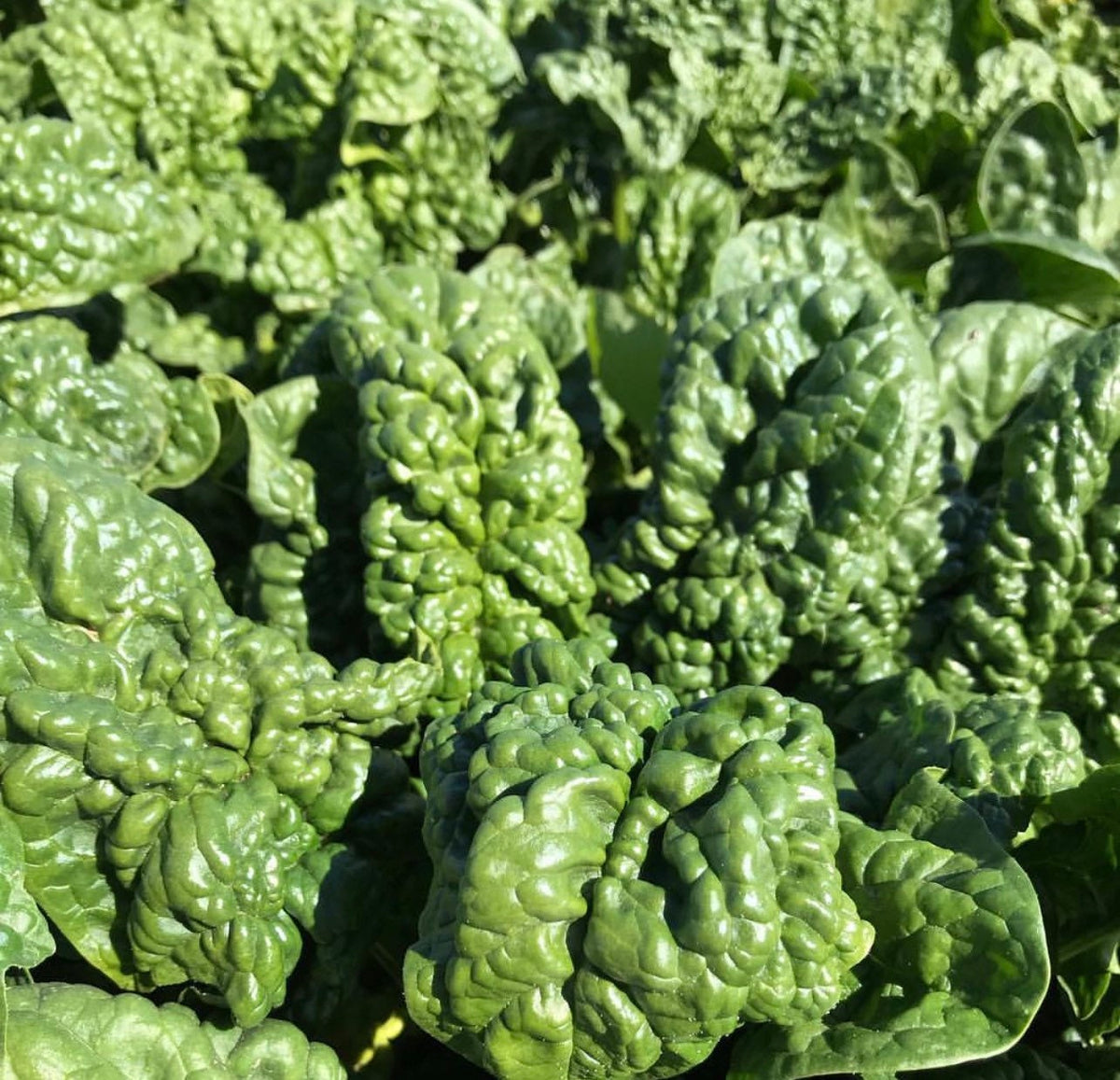 Bloomsdale spinach with dark green, deeply crinkled leaves — from BlackOwnedSeeds.com.