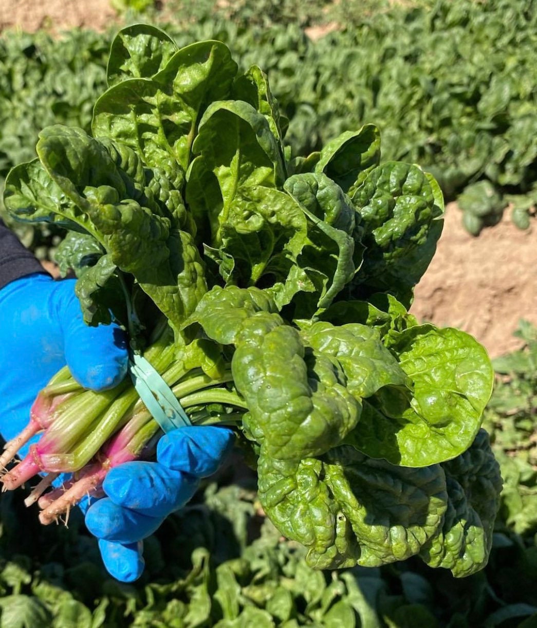 Blue-gloved hands holding a freshly harvested bunch of spinach.