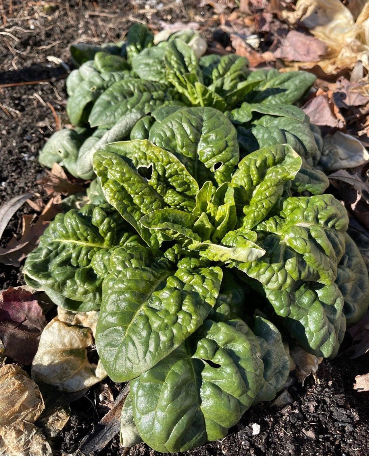 Bloomsdale Long Standing Spinach Heirloom Non-GMO Seeds – Plant and Heal Co