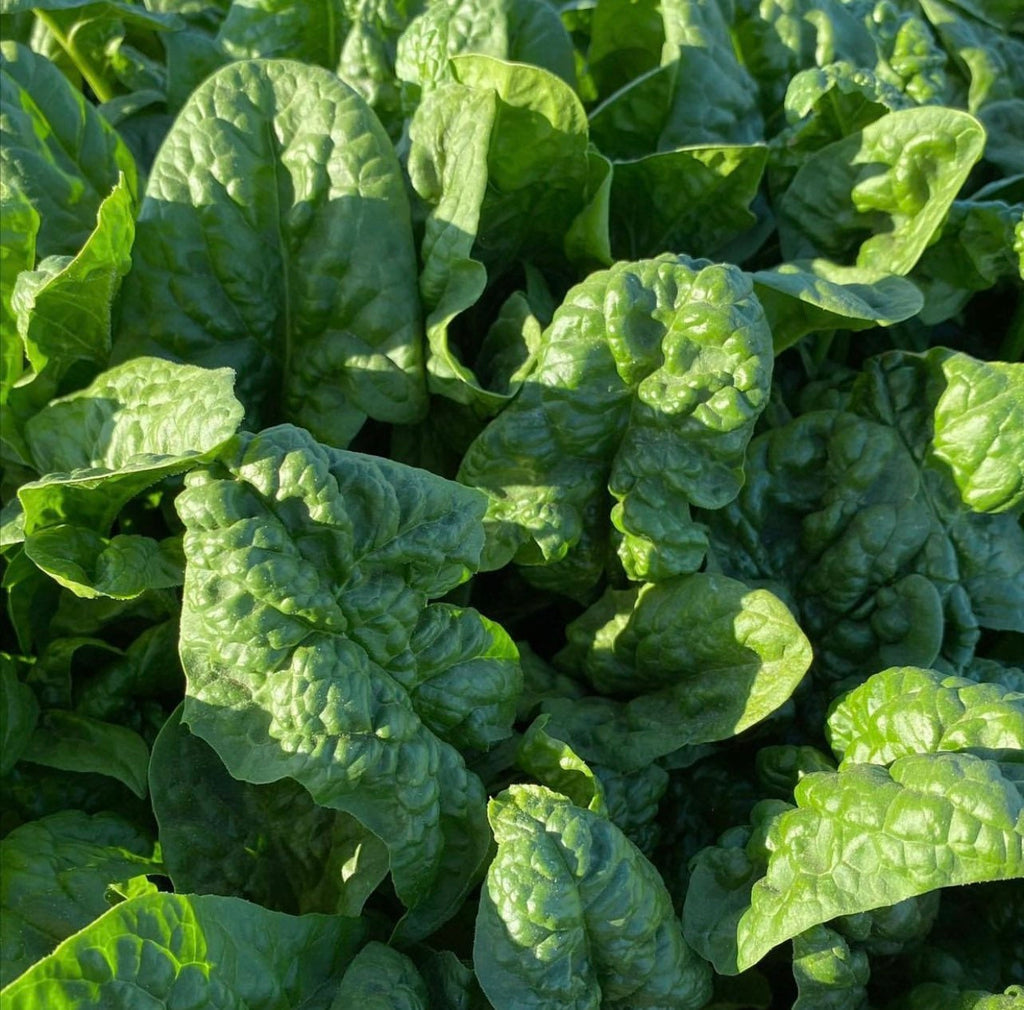 A patch of glossy green spinach leaves.