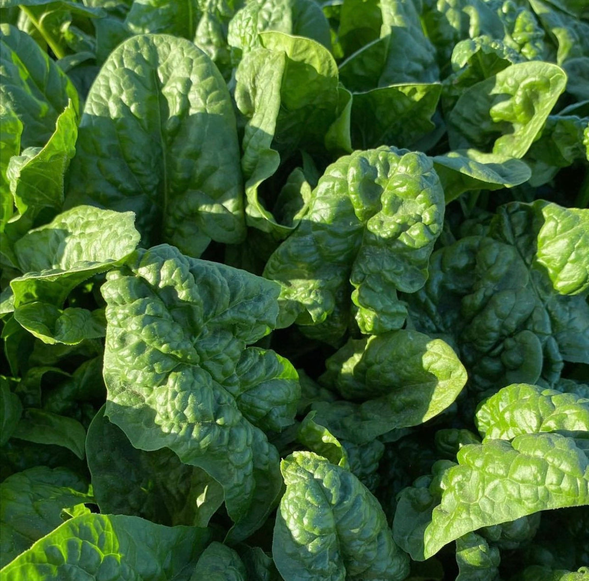 A patch of glossy green spinach leaves.