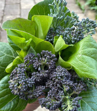 Cargar imagen en el visor de la galería, Early Purple Sprouting Broccoli  Heirloom Seeds - Plant and Heal
