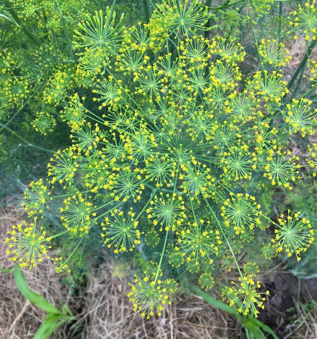 Several dill flower heads beginning to bloom yellow.