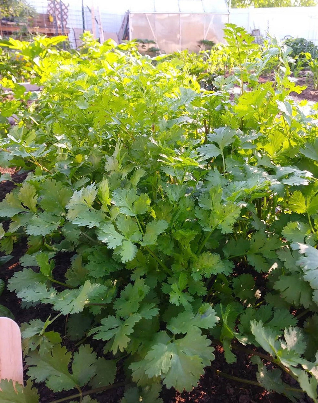 A dense patch of cilantro foliage growing in a raised bed.