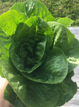Load image into Gallery viewer, Little Gem Romaine Lettuce Non-GMO Heirloom Seeds
