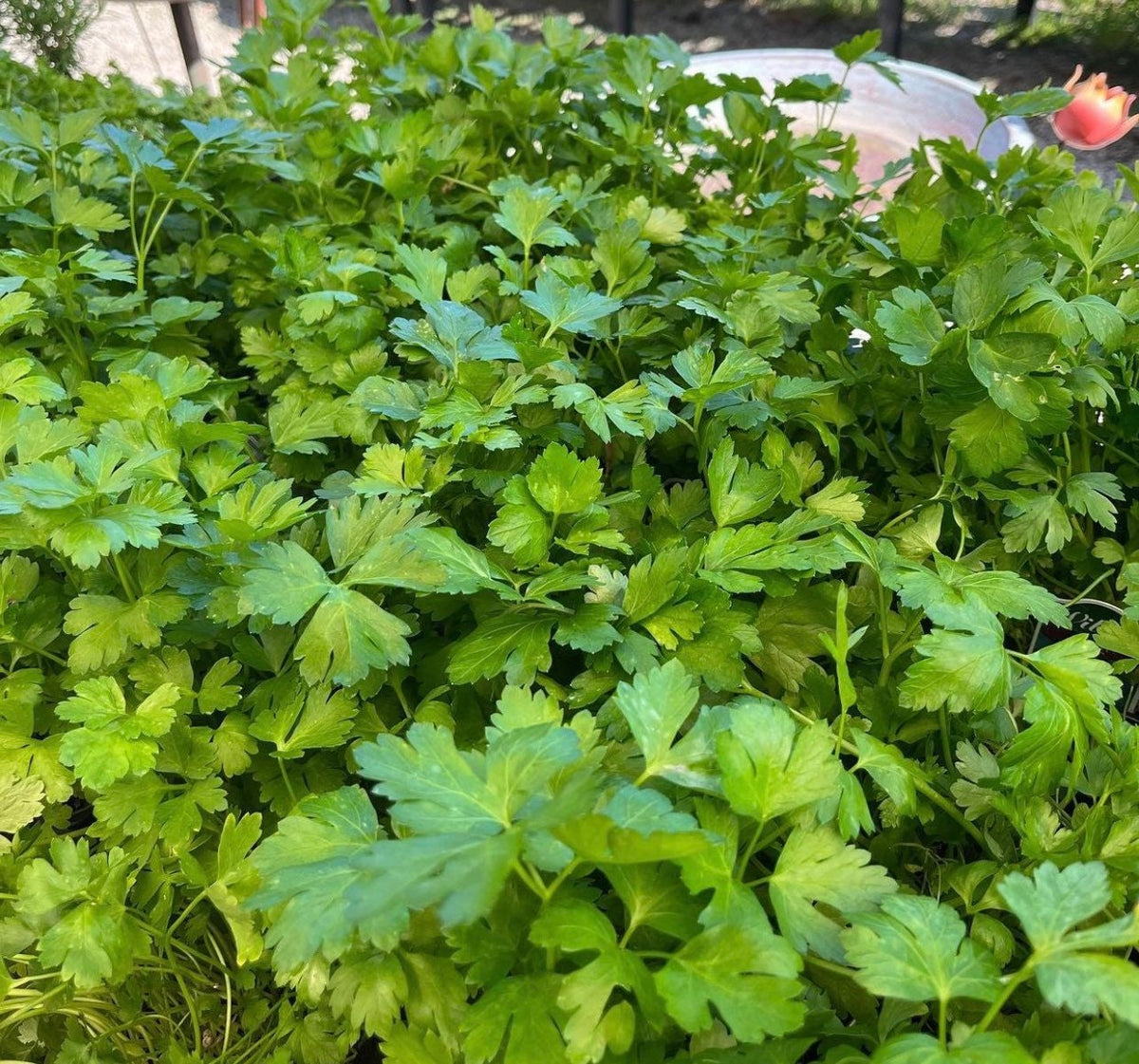 Flat-leaf parsley growing densely in a garden — from BlackOwnedSeeds.com.
