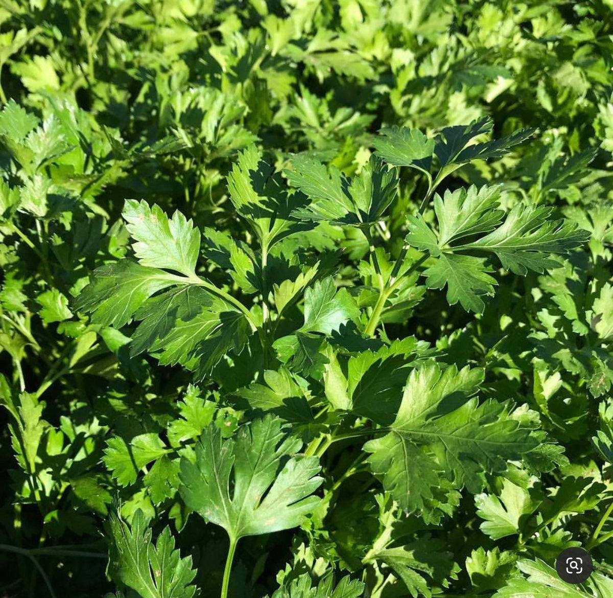 Close-up of dark green flat-leaf parsley in sunlight.
