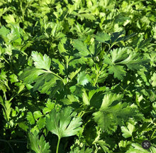 Load image into Gallery viewer, Dark Green Italian Flat-leaf Parsley Non-GMO Heirloom Seeds
