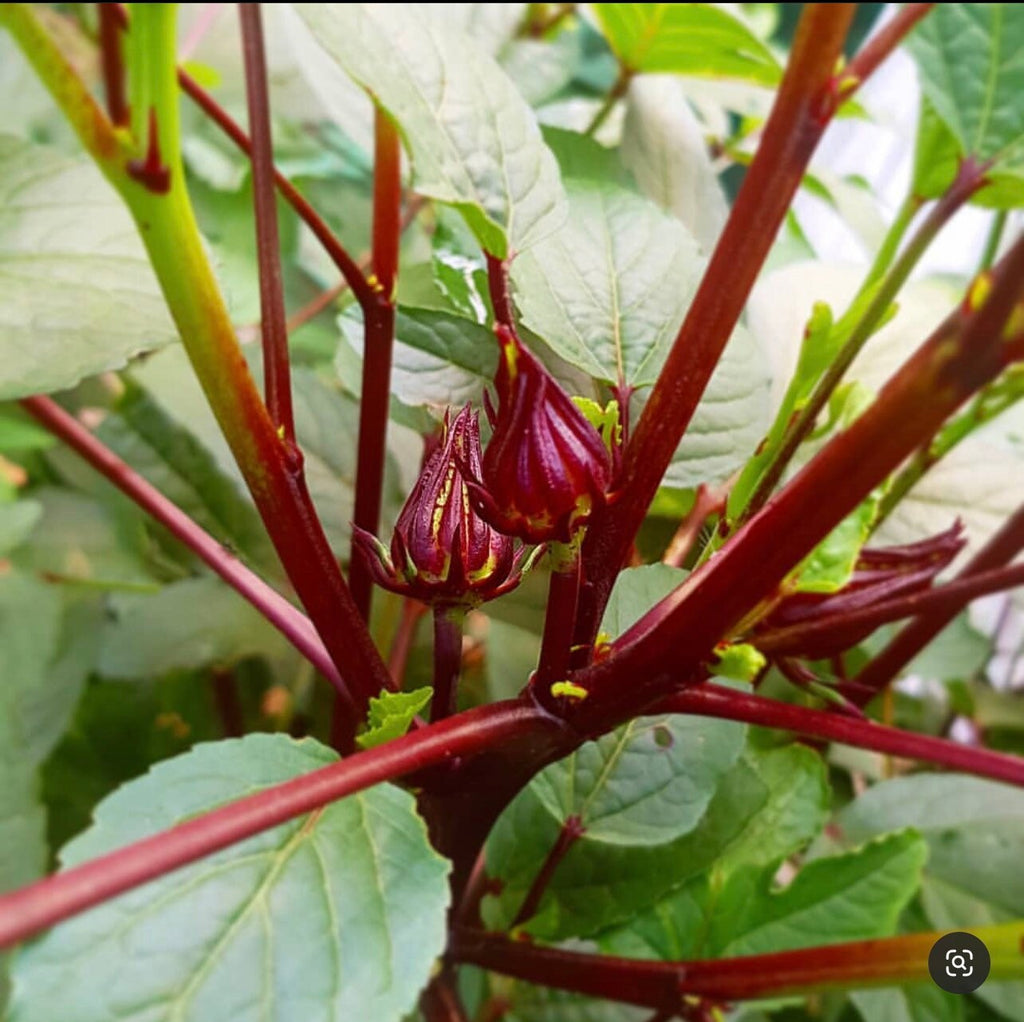 Roselle calyces growing along red stems among green leaves.