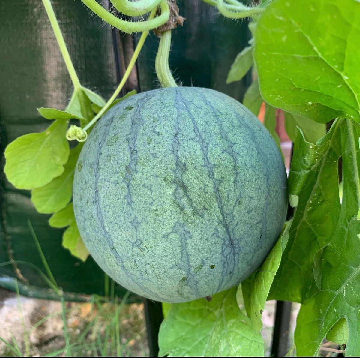 A round striped watermelon hanging from a vine among green leaves.