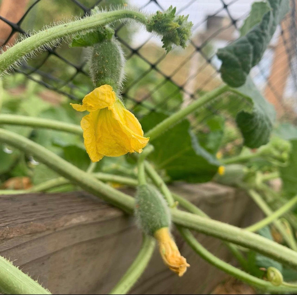 Yellow watermelon blossom beside a tiny developing fruit.