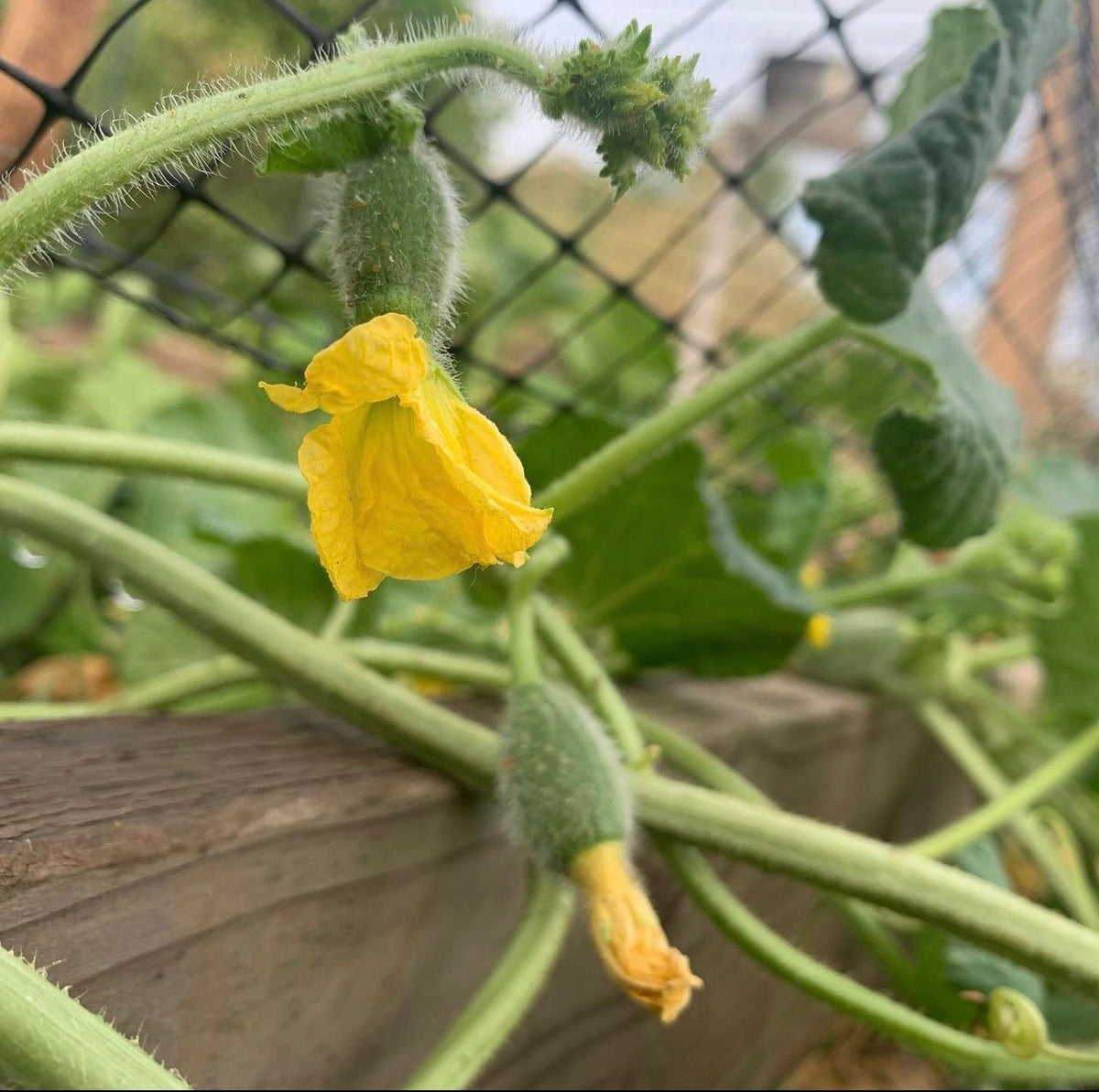 Yellow watermelon blossom beside a tiny developing fruit.