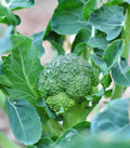 A green De Cicco broccoli head surrounded by blue-green leaves — from BlackOwnedSeeds.com.