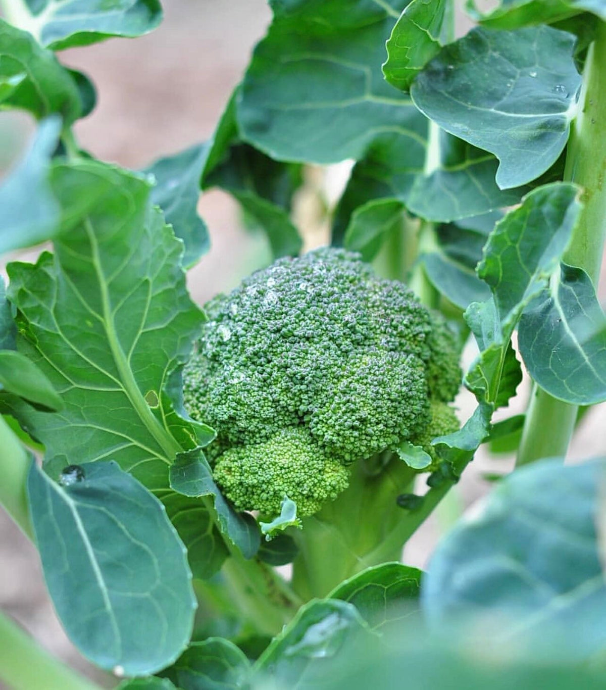 A green De Cicco broccoli head surrounded by blue-green leaves — from BlackOwnedSeeds.com.