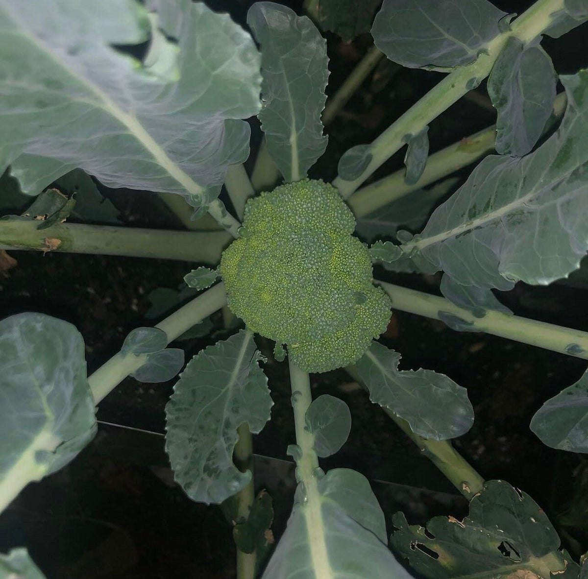 A broccoli head viewed from above at the center of radiating stems.