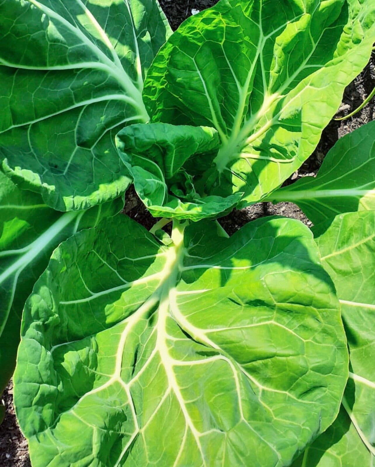 thumbnail image 2 of 2,000 Seeds - Portuguese Kale (Couve Tronchuda) - Heirloom, Non-GMO, Free Shipping 2 of 4