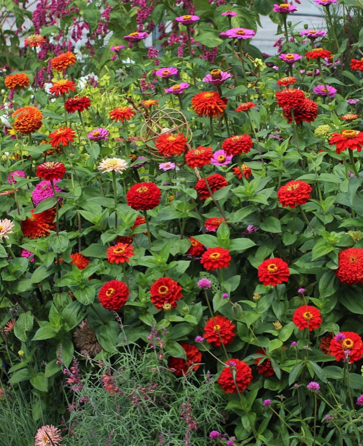 A garden bed filled with tall, colorful zinnia flowers.