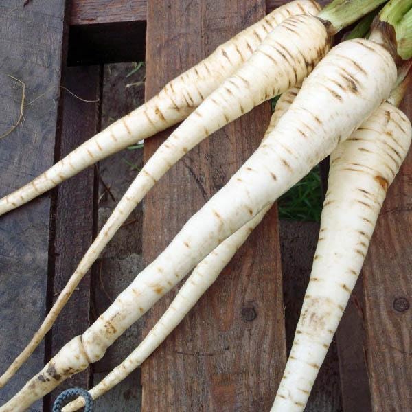 Long cream-colored parsnips laid across dark wooden boards — from BlackOwnedSeeds.com.