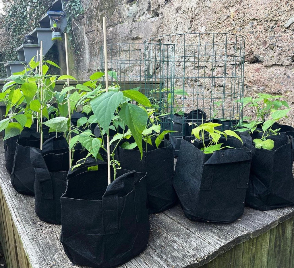 Young bean plants growing in black fabric pots on a wooden platform.