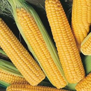 Early Sunglow Corn Non-GMO Hybrid Treated Seeds