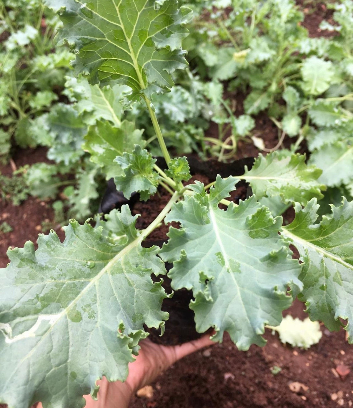 A hand supporting a blue-green kale leaf with ruffled edges — from BlackOwnedSeeds.com.