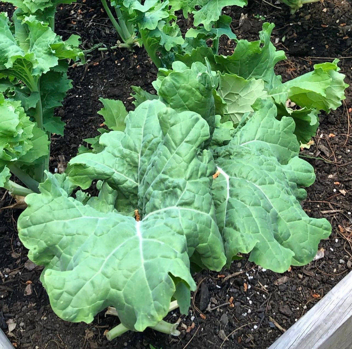 A Premiere kale plant spreading broad green leaves over dark soil.
