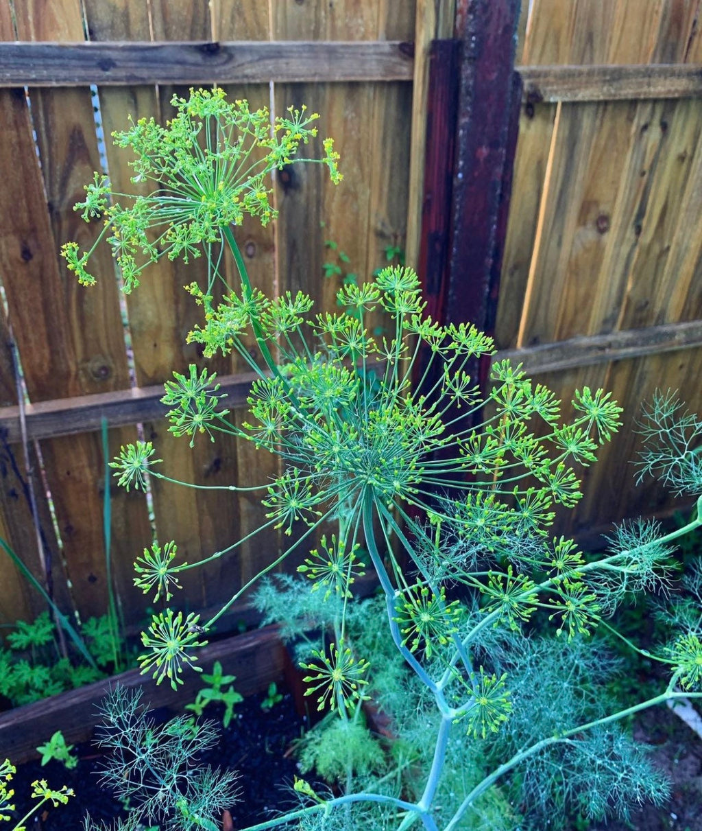 A tall branching dill plant growing beside a wooden fence.