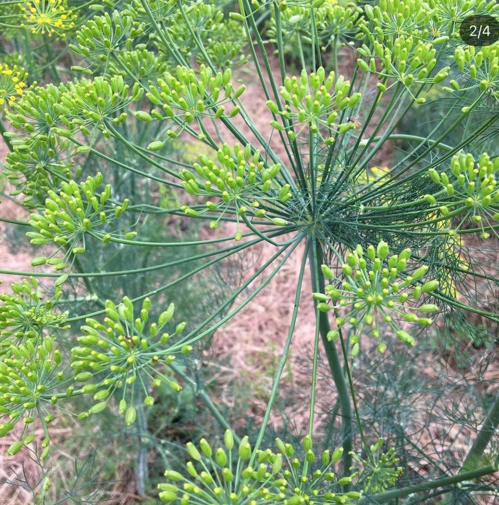 A dill flower head with thin radiating stems and green buds — from BlackOwnedSeeds.com.