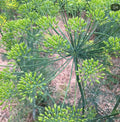 A dill flower head with thin radiating stems and green buds — from BlackOwnedSeeds.com.