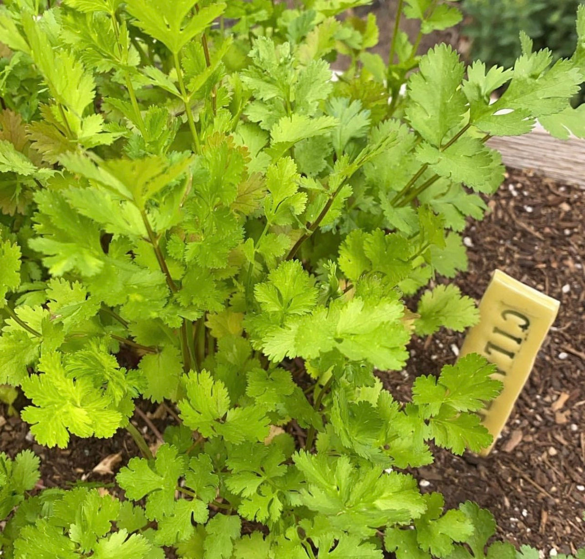 Slow Bolt cilantro growing in soil with clusters of scalloped green leaves — from BlackOwnedSeeds.com.