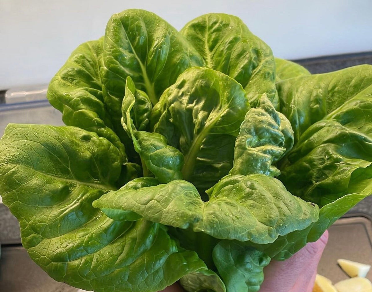 A hand holding a green lettuce head with tightly clustered inner leaves.