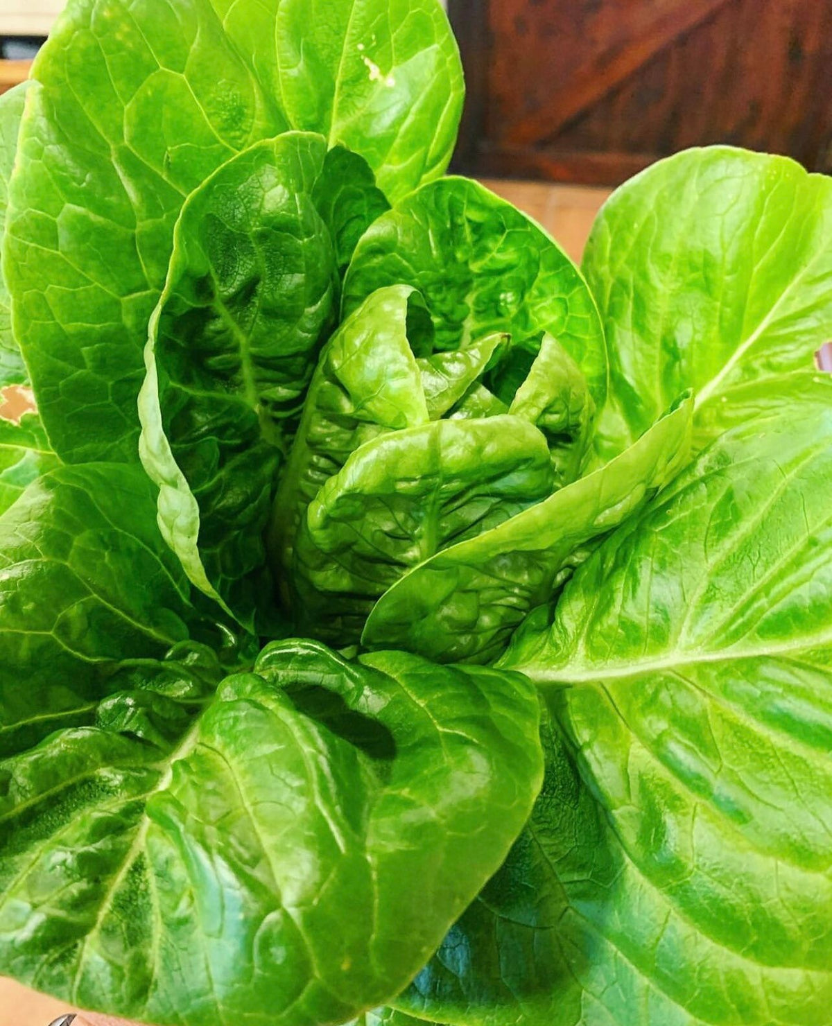 Close-up of bright green Little Gem romaine leaves.