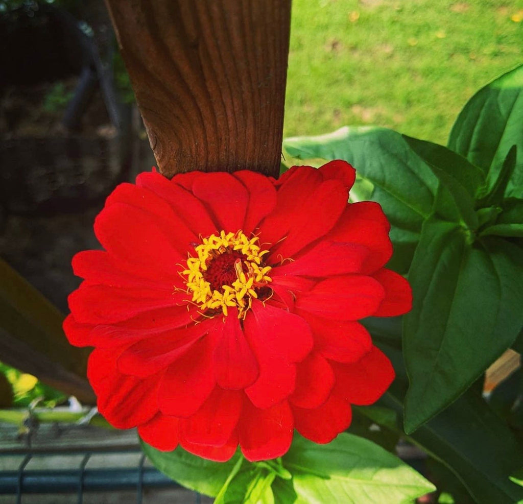 A single red zinnia with a yellow center beside green leaves.