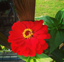 Load image into Gallery viewer, California Giant Zinnia Non-GMO Heirloom Seed Mix - Plant and Heal
