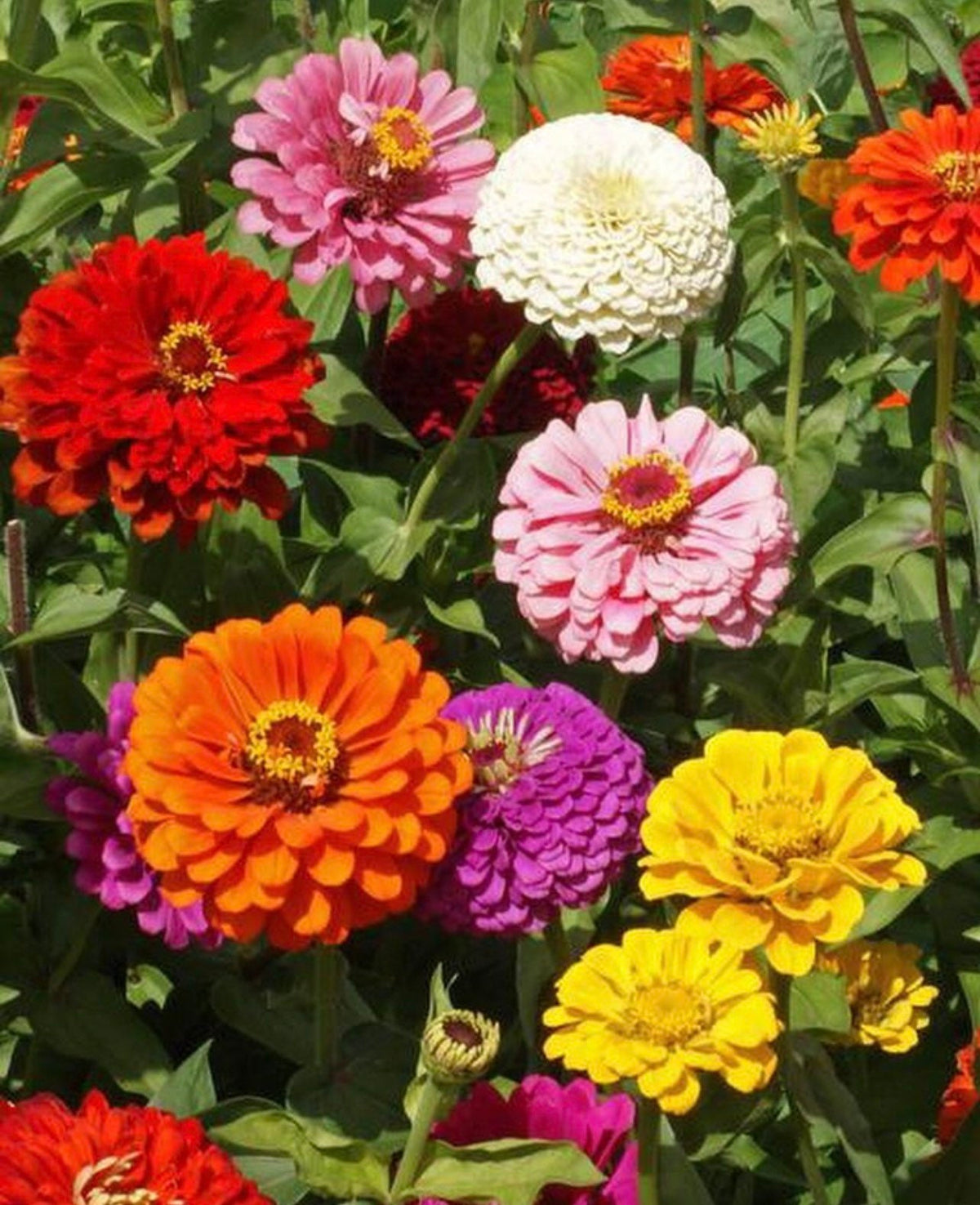 California Giant zinnias blooming in red, orange, yellow, pink, and white — from BlackOwnedSeeds.com.