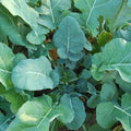 Georgia Southern collards growing with broad blue-green leaves and pale veins — from BlackOwnedSeeds.com.
