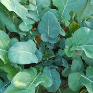 Georgia Southern Heirloom Collard Seeds - Plant and Heal