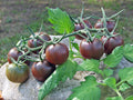 Chocolate Cherry tomatoes ripening to deep brown-red along a branching vine — from BlackOwnedSeeds.com.