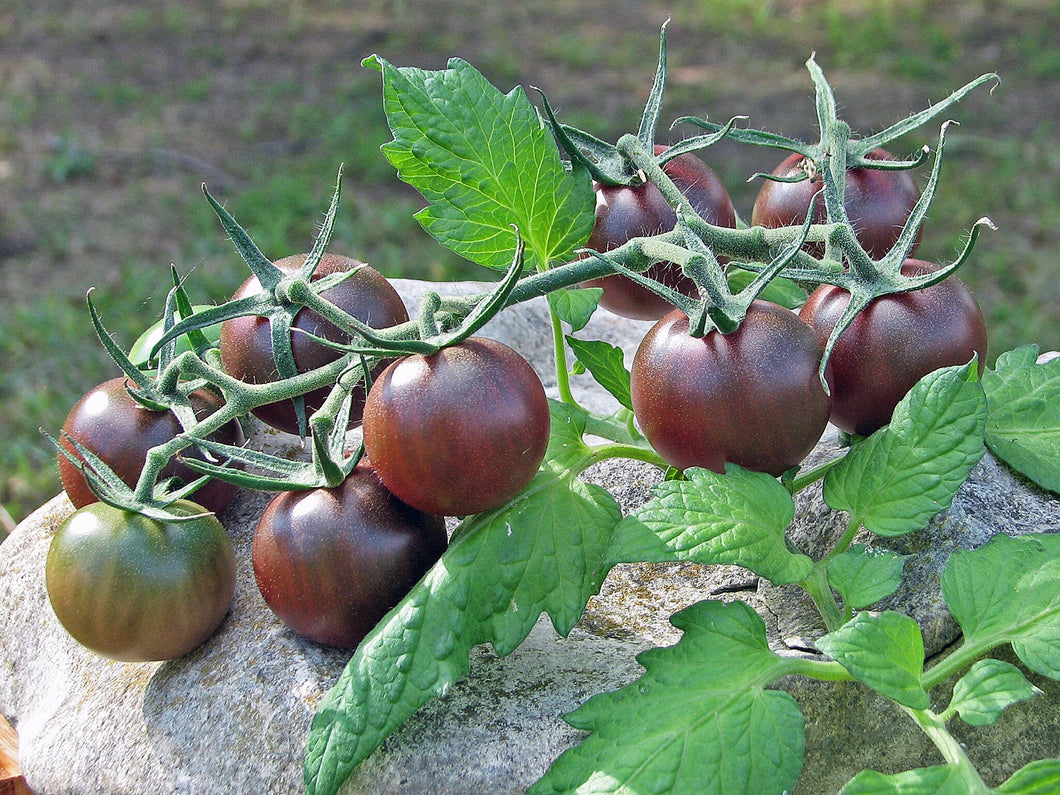 Chocolate Cherry Indeterminate Tomato Heirloom Seeds - Plant and Heal