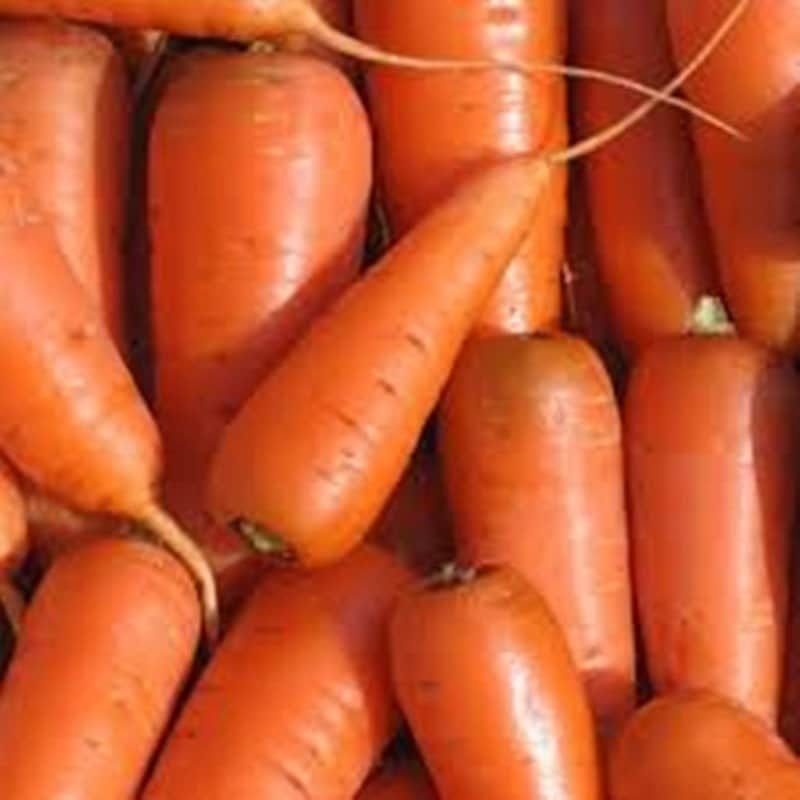 A close-up pile of short orange carrots with fine root hairs.
