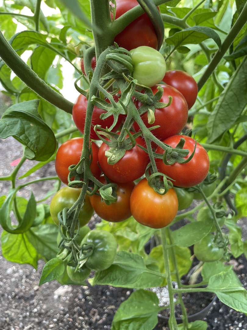 Quedlinburger Frühe Liebe tomatoes ripening in a cluster on a plant — from BlackOwnedSeeds.com.