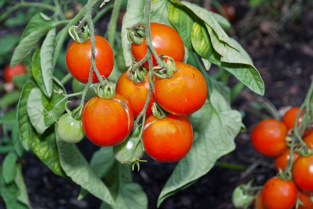 A cluster of orange-red tomatoes surrounded by green leaves.