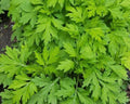 Dense Yomogi Japanese mugwort foliage with deeply lobed green leaves — from BlackOwnedSeeds.com.
