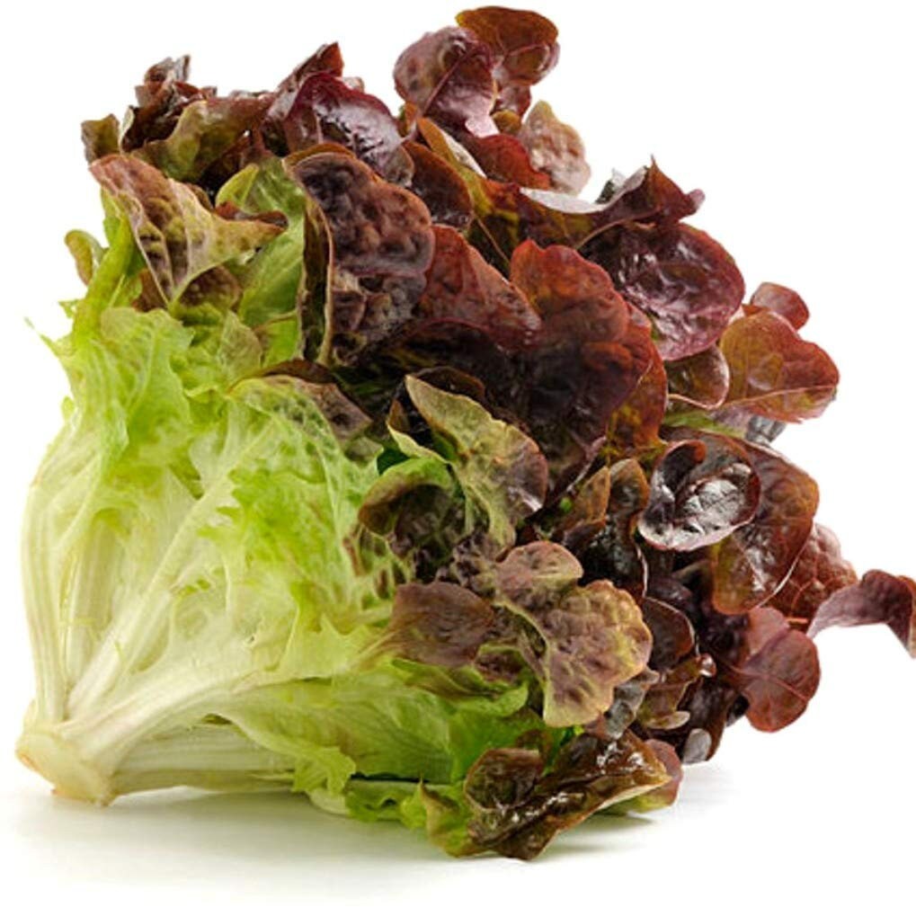 A harvested red leaf lettuce head showing pale bases and burgundy-tipped leaves.