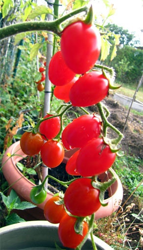 A hand supporting a long cluster of ripe red tomatoes.