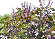 Red Leaf Holy Basil Heirloom Seeds - Plant and Heal