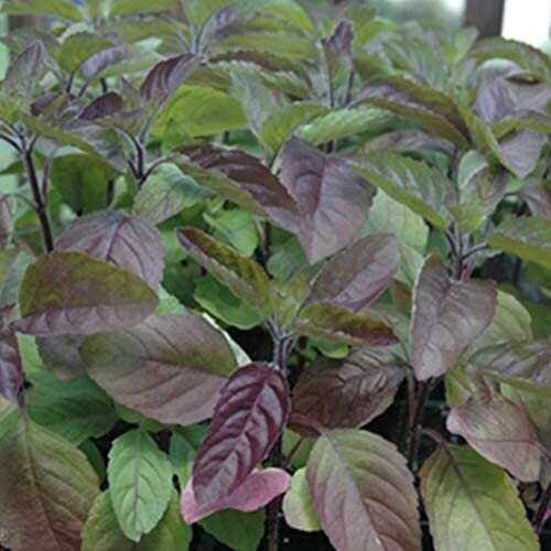 Close-up of holy basil foliage with purple and green leaves.