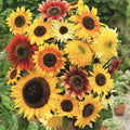 Bouquet of mixed sunflowers with yellow, gold, red, and brown petals — from BlackOwnedSeeds.com.